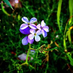 Close-up of purple flowers