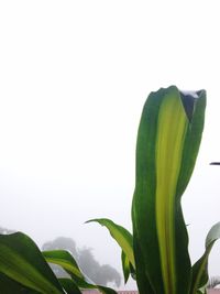 Close-up of green flower growing on plant