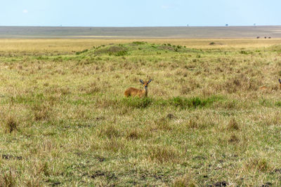 View of sheep on grassy field