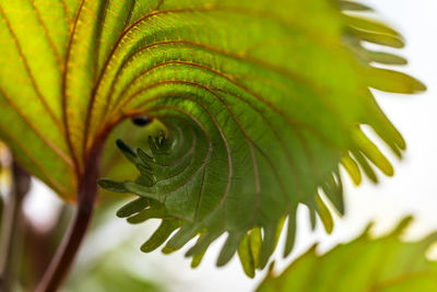 Close-up of green leaves