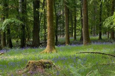 Trees growing in forest