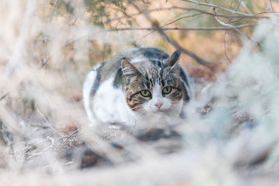 Single tabby cat hiding in the fields