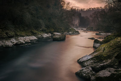 Scenic view of river in forest