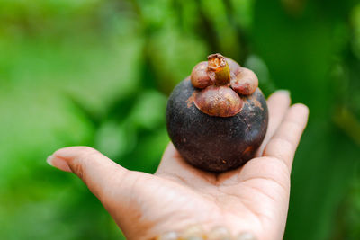 Close-up of hand holding apple