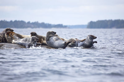 Colony of seals at sea