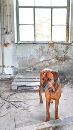 Dog on window