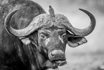 Close-up portrait of horse