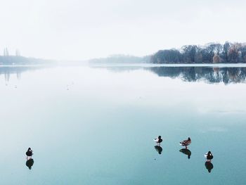 Ducks on frozen lake during winter