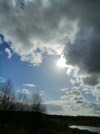 Low angle view of trees against sky