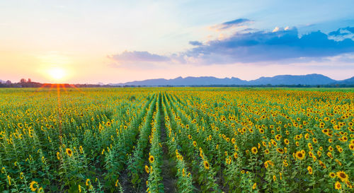 Scenic view of yellow flowering field against sky during sunset