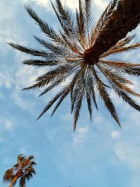 Low angle view of palm tree against sky