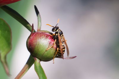 Close-up of insect on plant