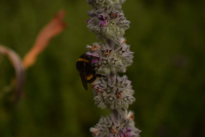 Close-up of bee on flower