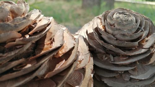 Stack of logs