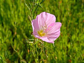 Close-up of pink flower