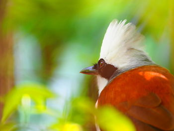 Close-up of a bird