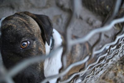 Close-up of a dog