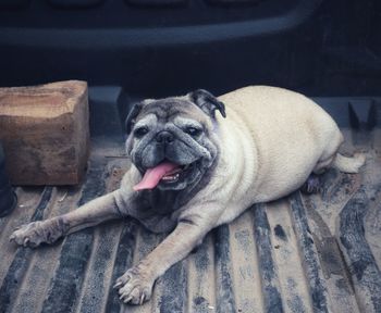 Close-up portrait of a dog