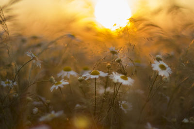 Close-up of plant against sunset sky