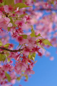 Close-up of pink cherry blossoms in spring