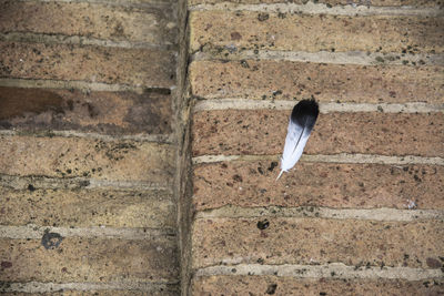 Close-up of a bird on brick wall
