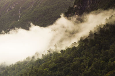 Scenic view of forest against sky
