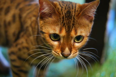 Close-up portrait of a cat