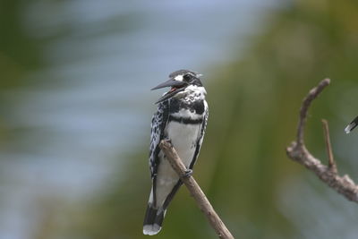 Close-up of bird perching outdoors