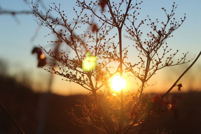 Close-up of flowering plants on field against sky during sunset