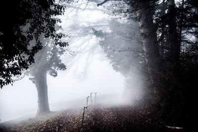 Low angle view of trees against sky