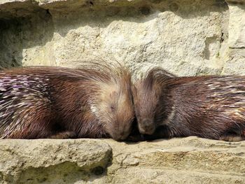 Porcupines resting on rock