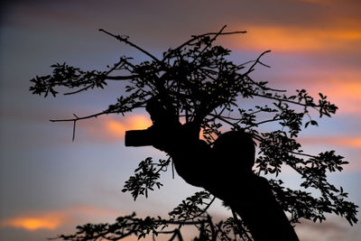 Silhouette tree against dramatic sky