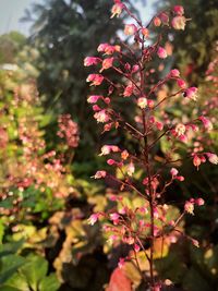 Close-up of pink flowering plant in park