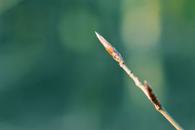 Close-up of plant