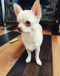 Portrait of dog sitting on table at home