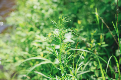 Close-up of plant growing on field