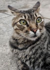 Close-up portrait of a cat