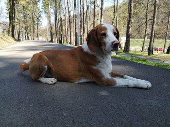 Dog sitting on road