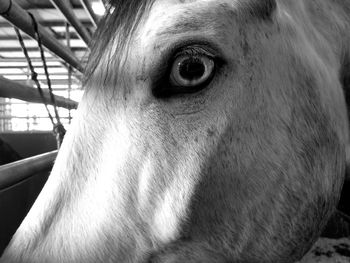 Close-up of horse