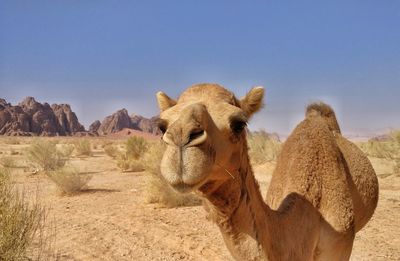 Portrait of lion on desert against sky