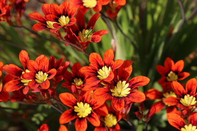 Close-up of red flowering plants