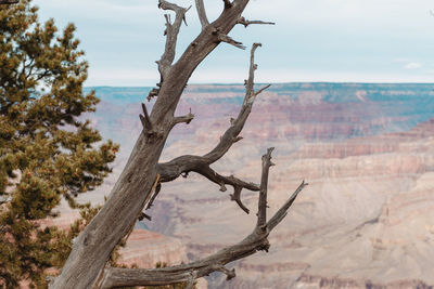 Bare tree on landscape against sky