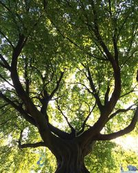 Low angle view of trees against sky