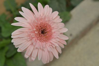 Close-up of pink flower