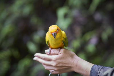 Cropped image of hand holding yellow bird