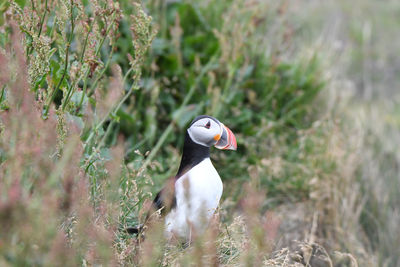 Wild puffins on iceland in summer