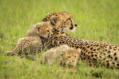 Close-up of cheetah lying by two cubs