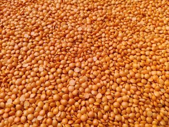 Close up of raw masoor lentils or orange lentils.