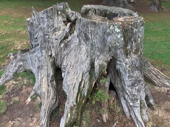 High angle view of tree stump on field