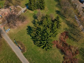 High angle view of trees growing on field